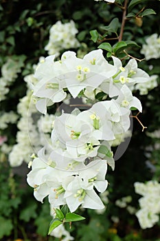 White Bougainvillea flowers in thailand photo